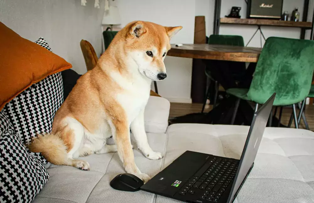 Blog - The Rise of Influencer Pets - Why Your Next Brand Ambassador Should Have Four Legs