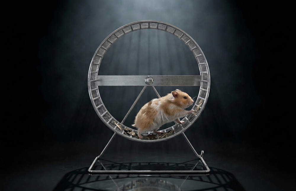 Hamster running in wheel