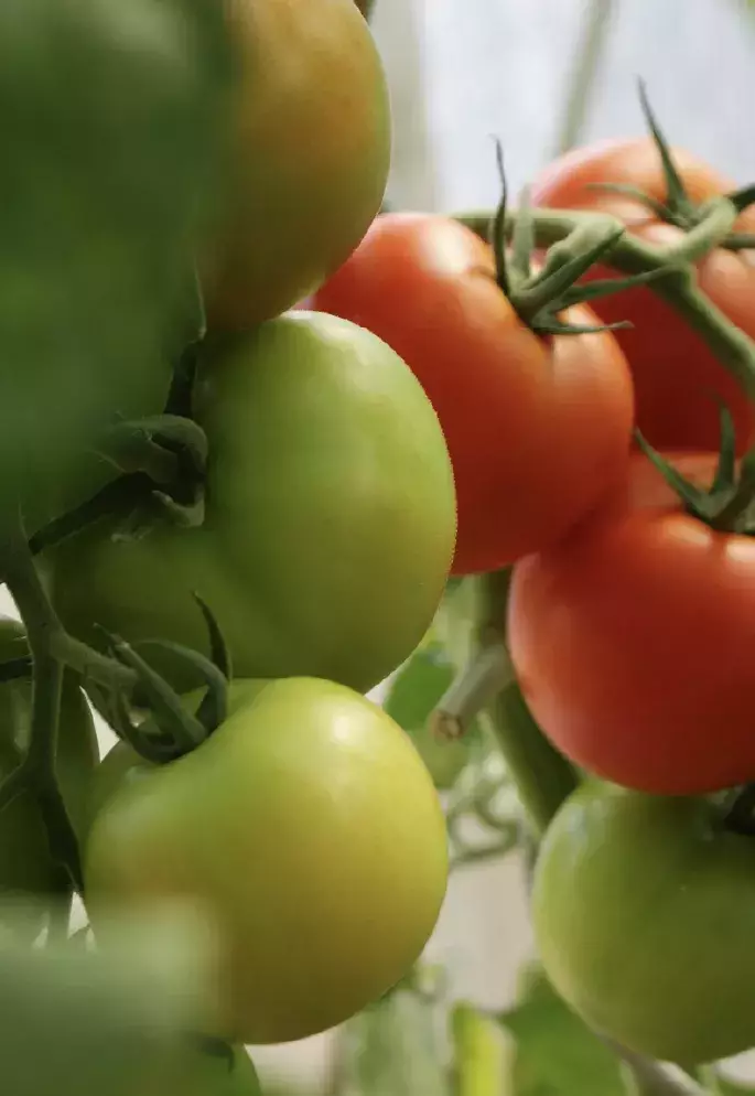 Case-study--bg-Syngenta