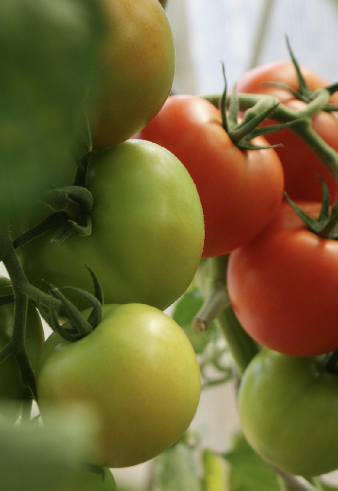 Case-study--bg-Syngenta