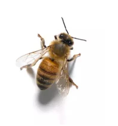 Be Better - icon - bee