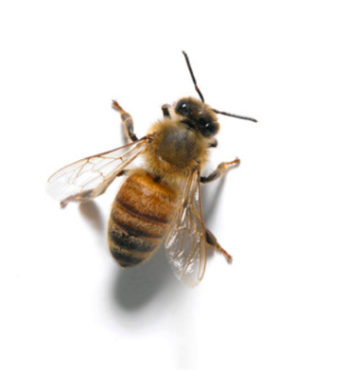 Be Better - icon - bee